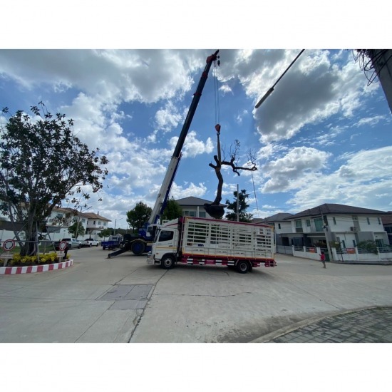 ให้เช่ารถเครนรายวันราคาถูก ชลบุรี ระยอง หาเช่ารถเครนรายวันราคาถูก ชลบุรี 